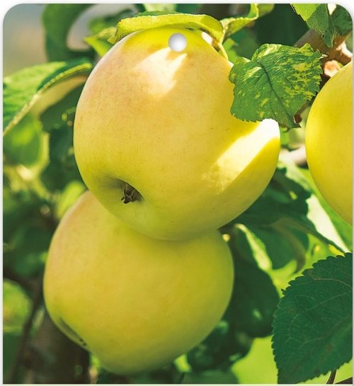 Jabuka stupasta Lopini®