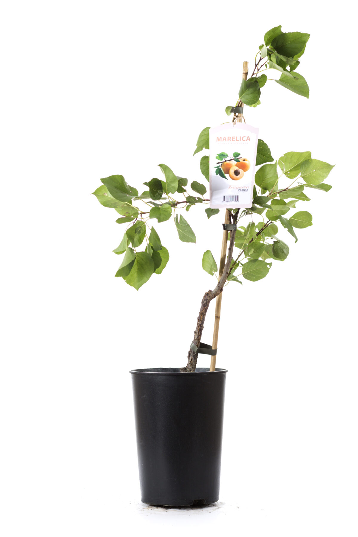 Marelica Stark early orange