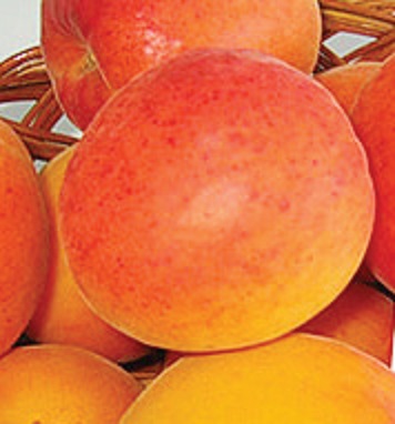 Marelica Novosadska 4