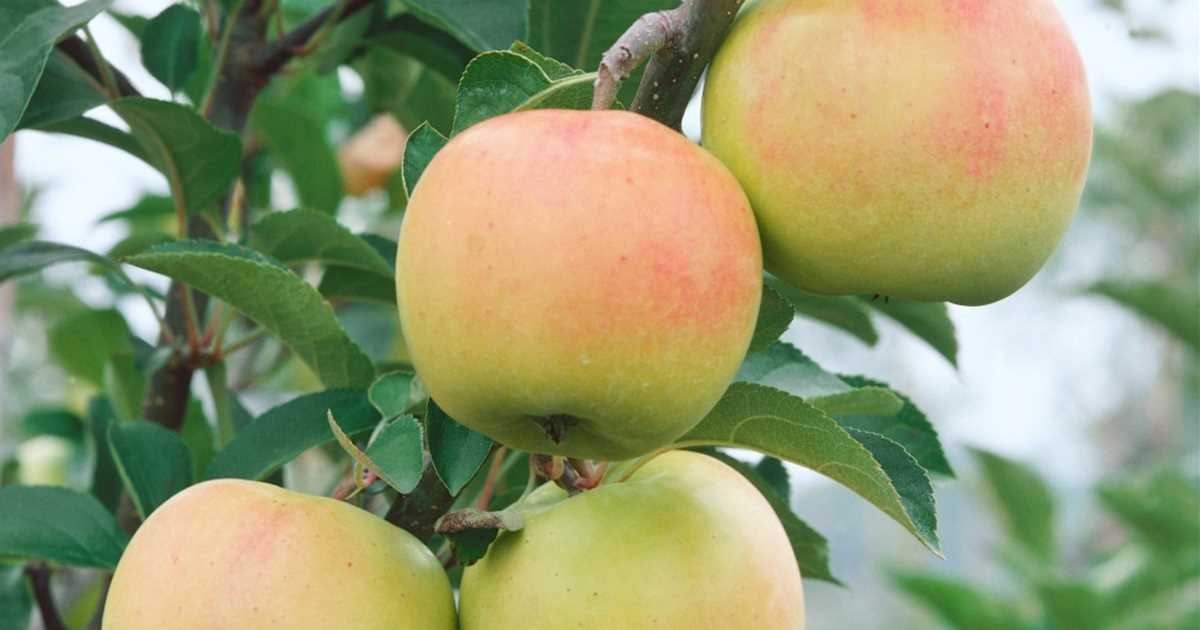 RHAPSODIE Jabuka stupasta Rhapsodie®