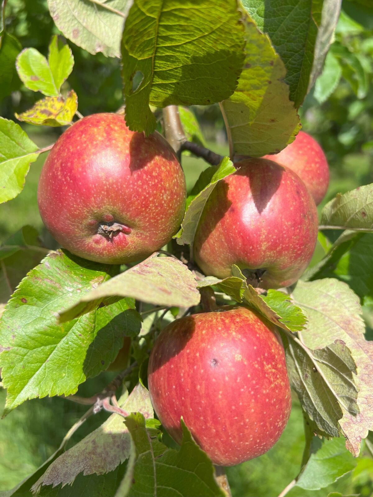 Jabuka Roter boskoop