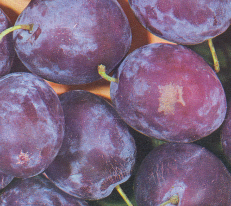 Šljiva Ruth Gerstetter