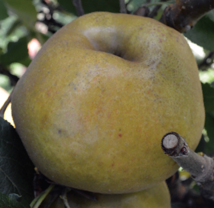 Jabuka Siva jesenska