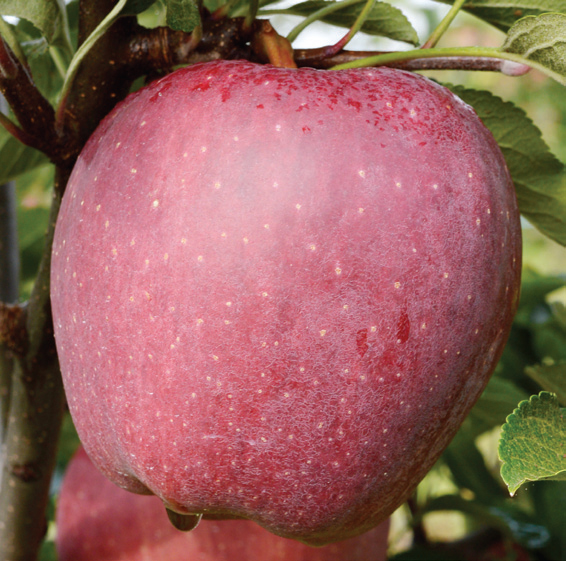 TOP-RED_01 Jabuka Top red