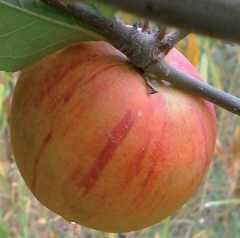 ZLATNA-ZIMSKA-PARMENKA Jabuka Zlatna zimska parmenka