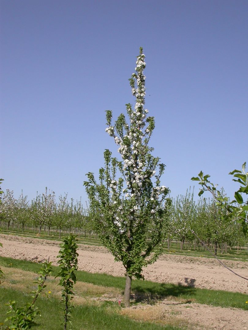 Jabuka stupasta Sonate®