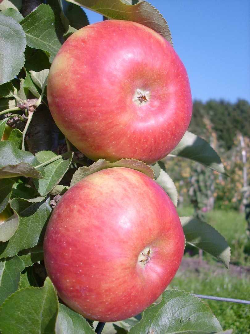 Jabuka stupasta Sonate®