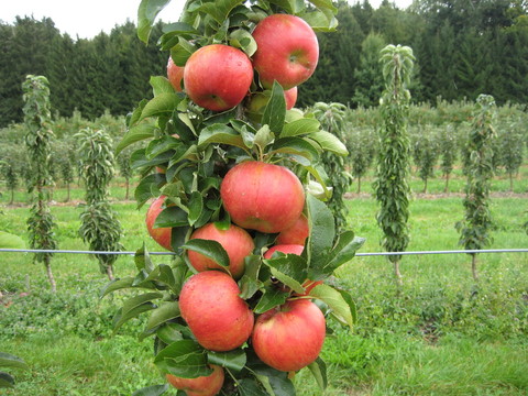 Jabuka stupasta Sonate®