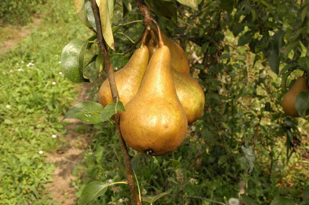 Kruška Boskova bočica