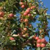 Jabuka Braeburn