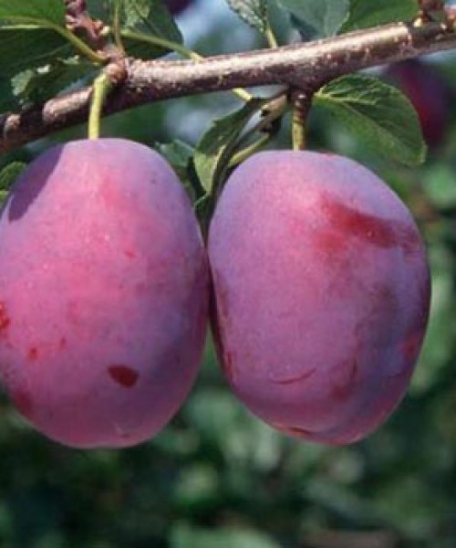 Šljiva Čačanska rana