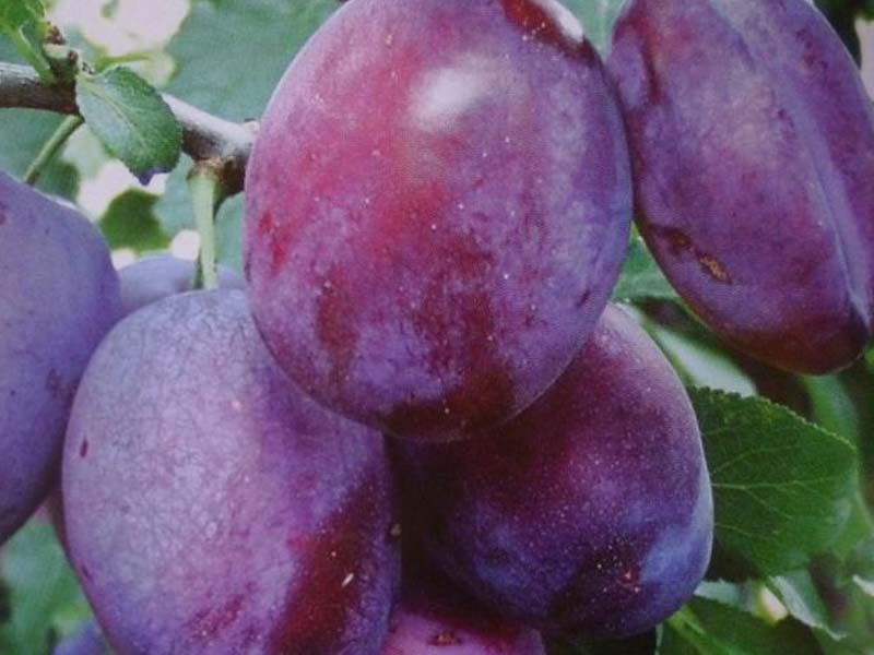 Šljiva Čačanska rana