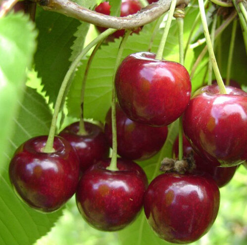 Trešnja Hedelfingenska