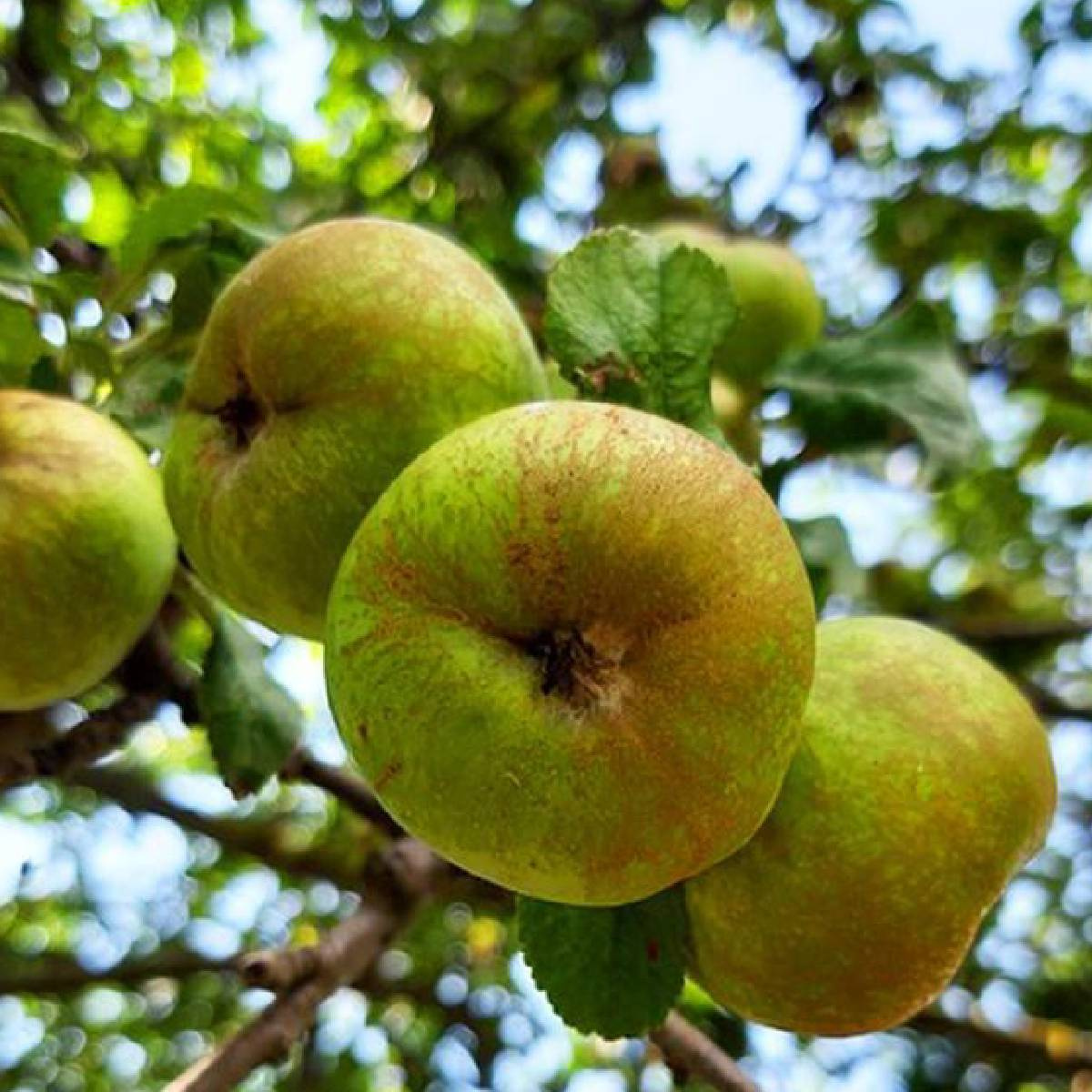 Jabuka Canada (Kanadska reneta)