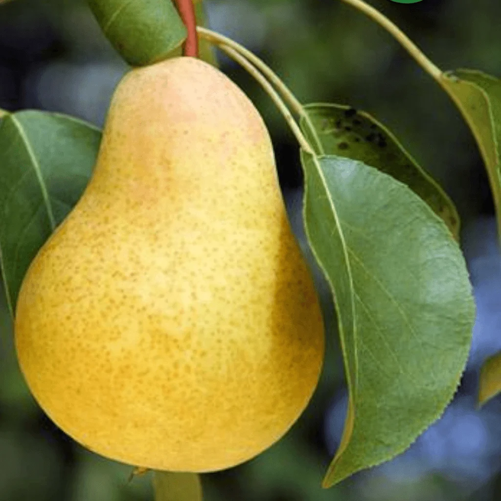 Kruška Kiferova (Citronka)