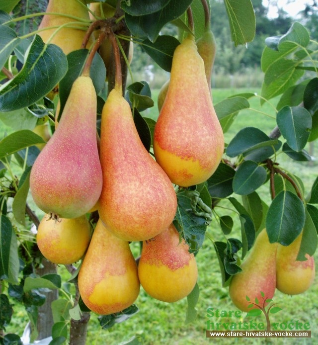 Kruška Lipanjska ljepotica