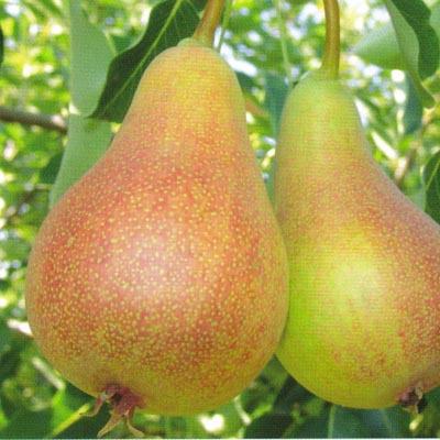 Kruška Lipanjska ljepotica