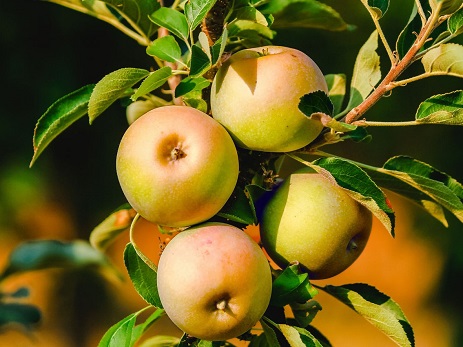 Jabuka stupasta Lopini®