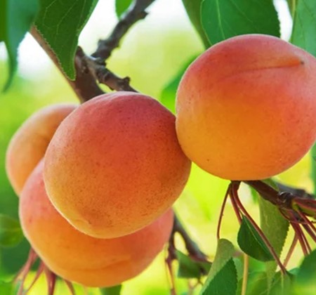 Marelica Goldrich (Sungiant)