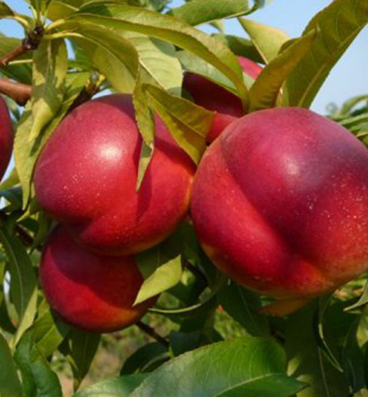 Nektarina Stark red gold