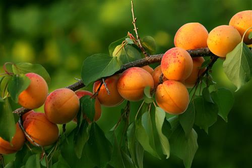 Marelica Novosadska kasnocvjetna