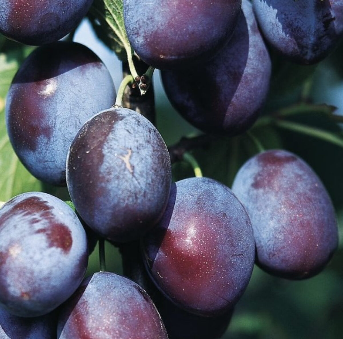 Šljiva Ruth Gerstetter