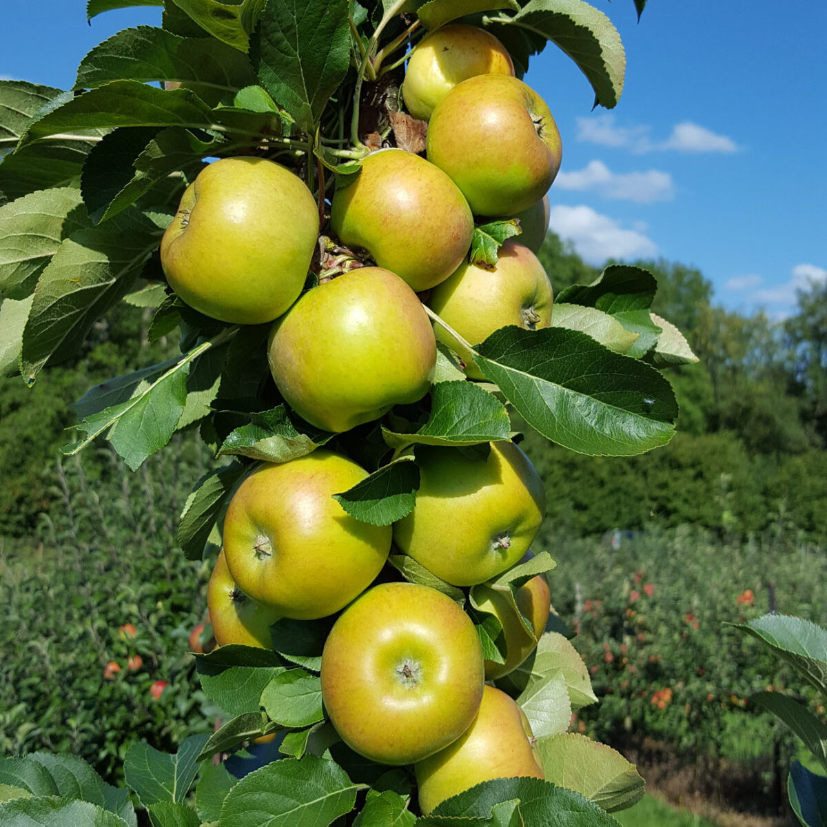 Jabuka stupasta Rondo®