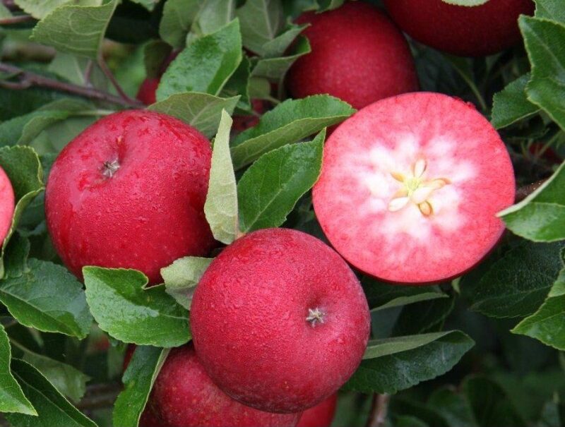 rosette glavna Jabuka Rosette®