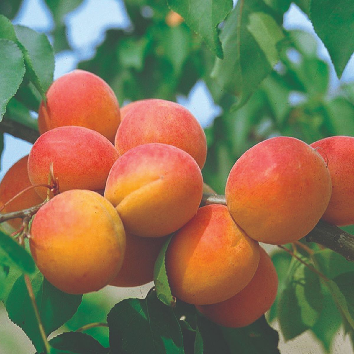 Marelica Stark early orange