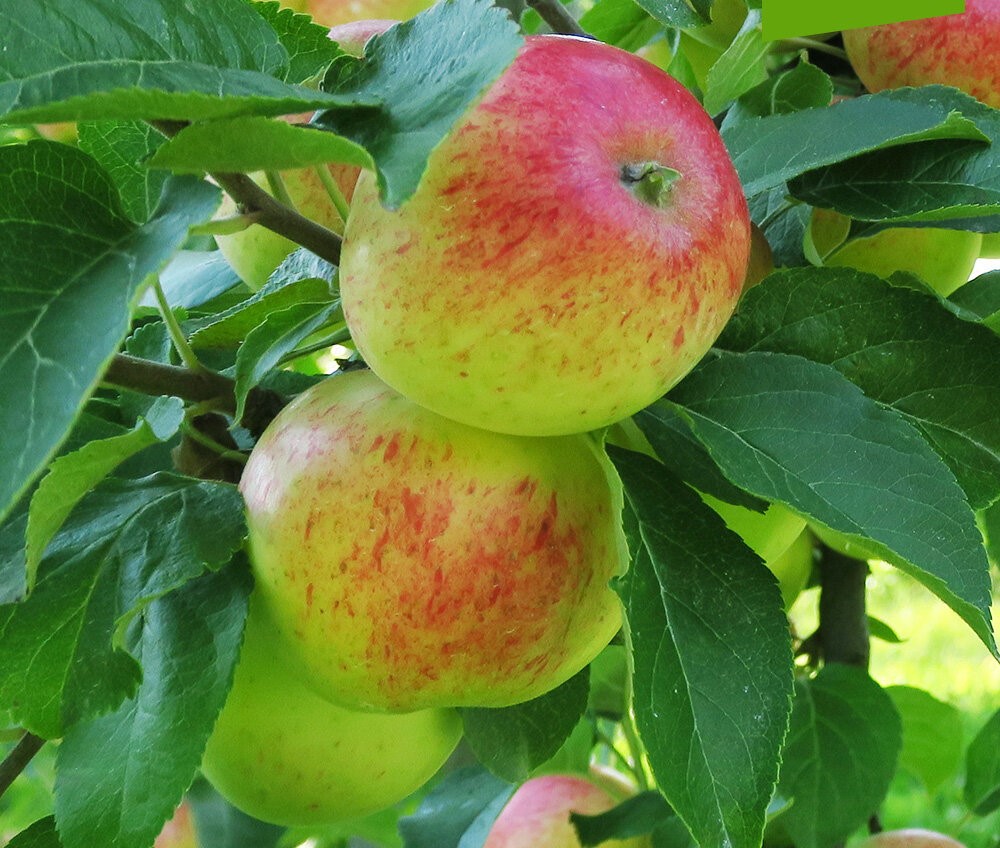 Jabuka Stark earliest