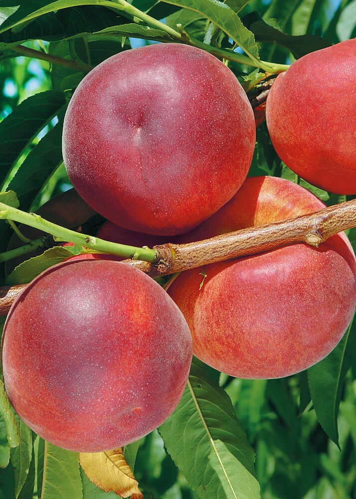 Nektarina Stark red gold