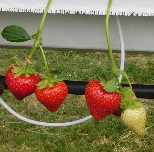 Jagoda mjesečarka Cantus