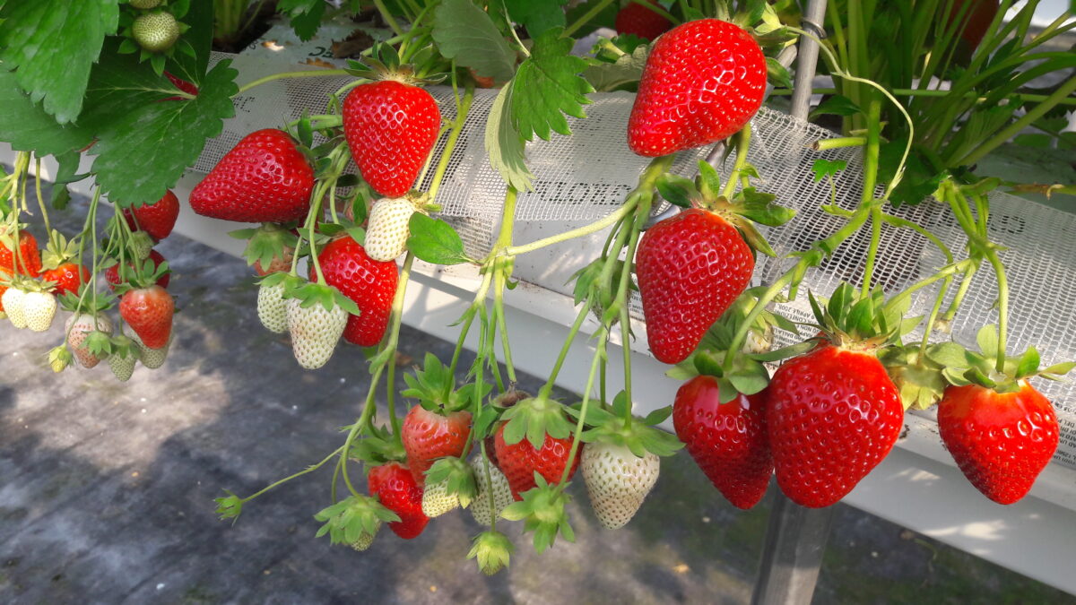 Jagoda jednorotka Sibilla