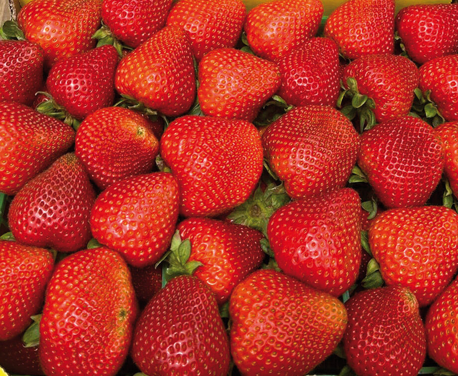 Jagoda jednorotka Alturas