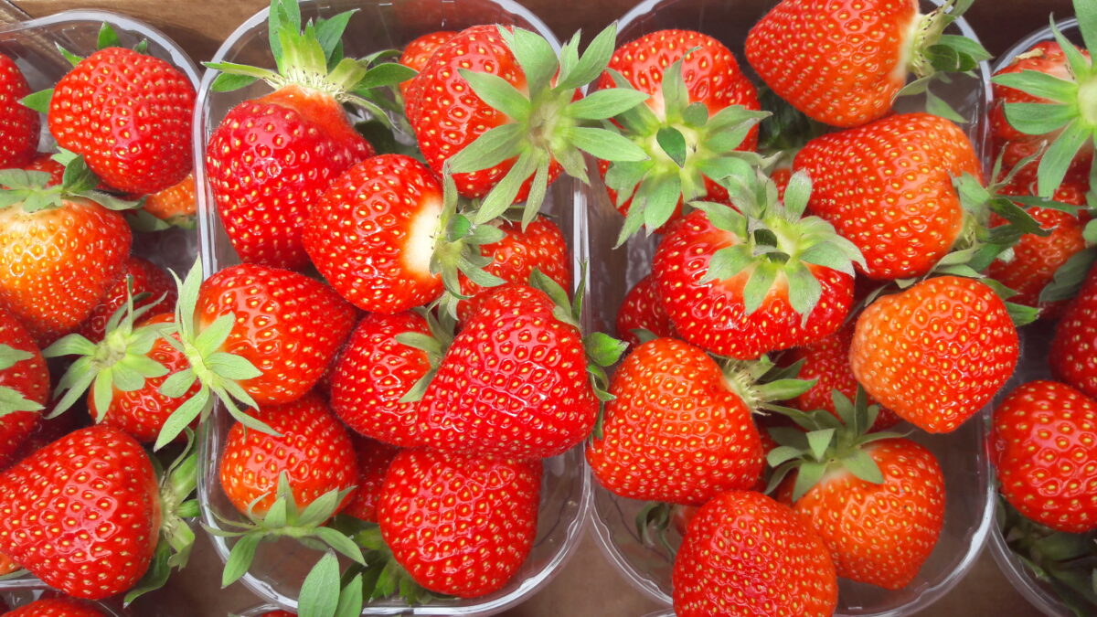 Jagoda jednorotka Dely