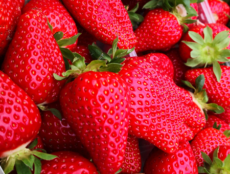 Jagoda jednorotka Elodi