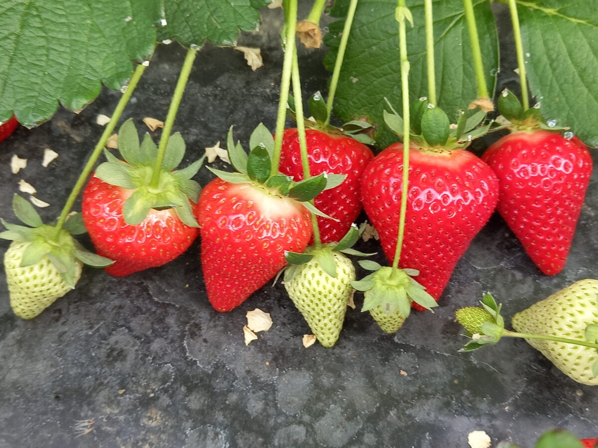 Jagoda jednorotka Giusy®CIVH413