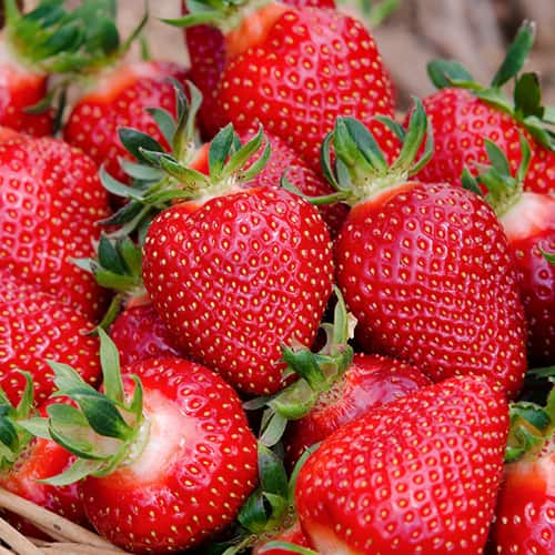 Jagoda mjesečarka San Andreas