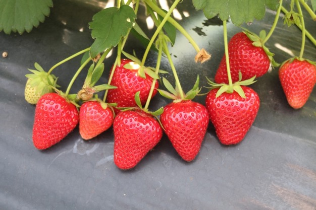 Jagoda jednorotka Klodia