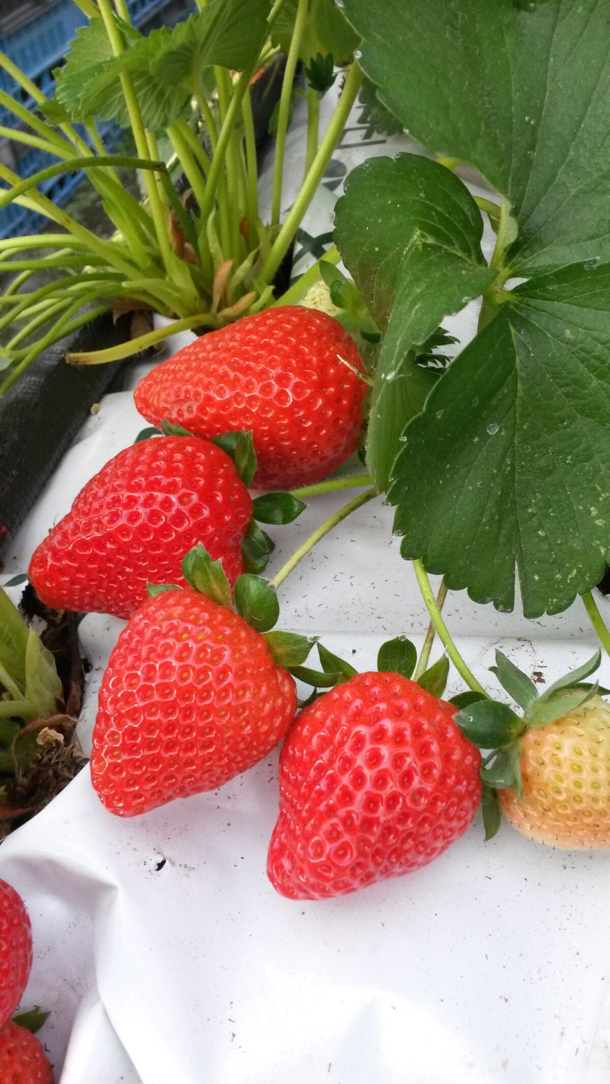 Jagoda jednorotka Laetitia