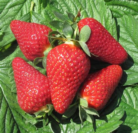 Jagoda jednorotka Lycia