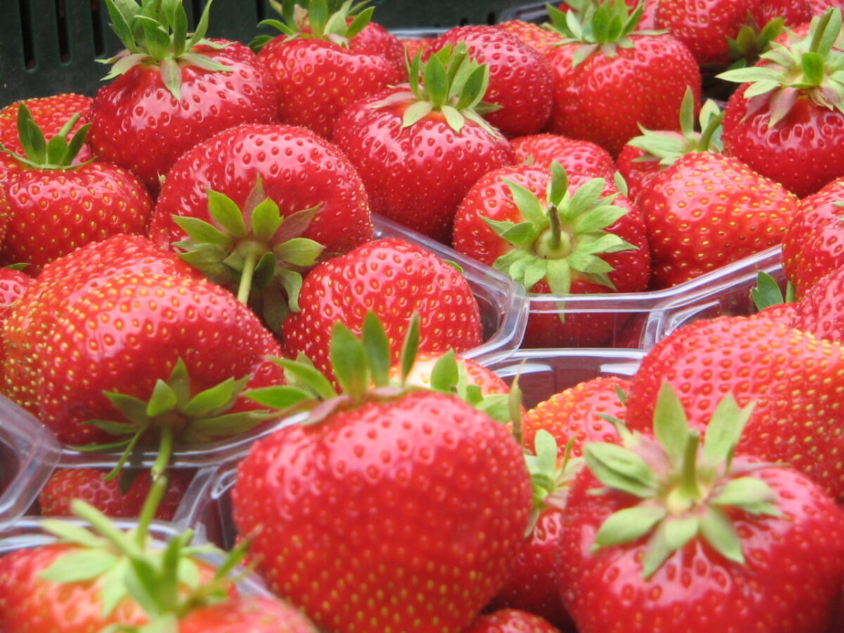 Jagoda jednorotka Marmolada