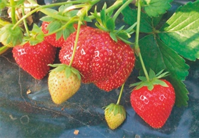 Jagoda jednorotka Marmolada