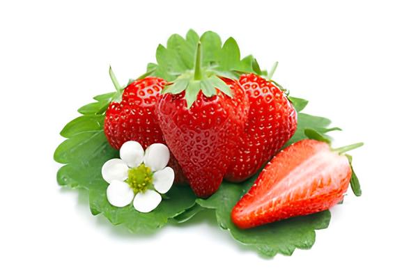 Jagoda jednorotka Sandra