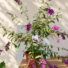 Buddleja davidii