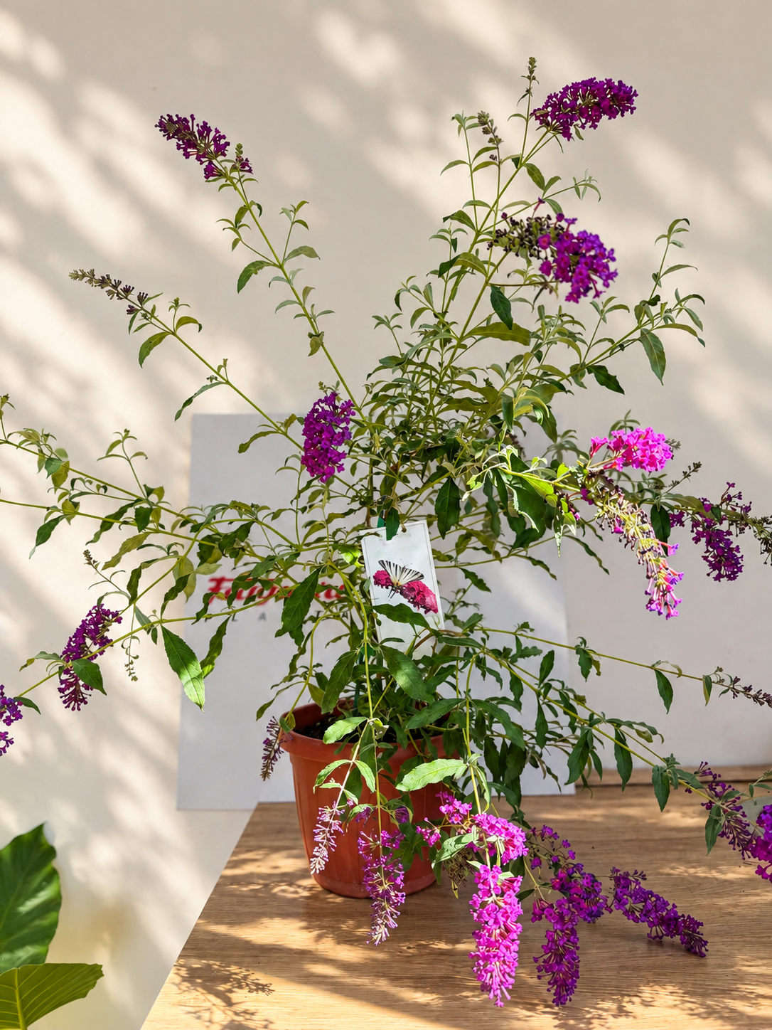0209cbbb-0907-4950-8f85-28159088550d Buddleja davidii