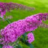 Buddleja davidii