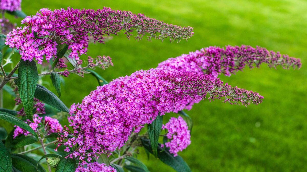 Buddleja davidii