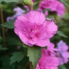 Hibiscus syriacus