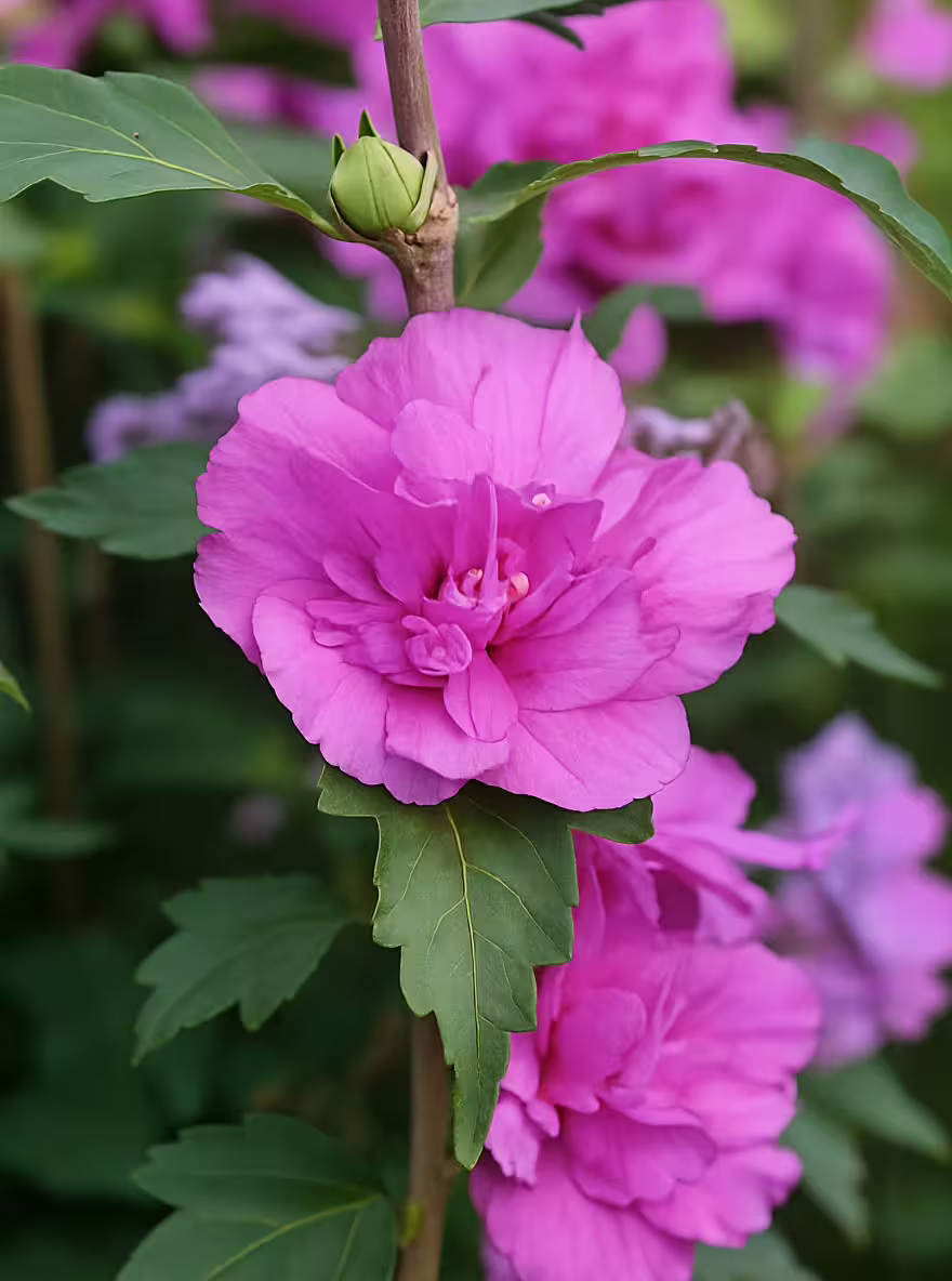 Hibiscus syriacus